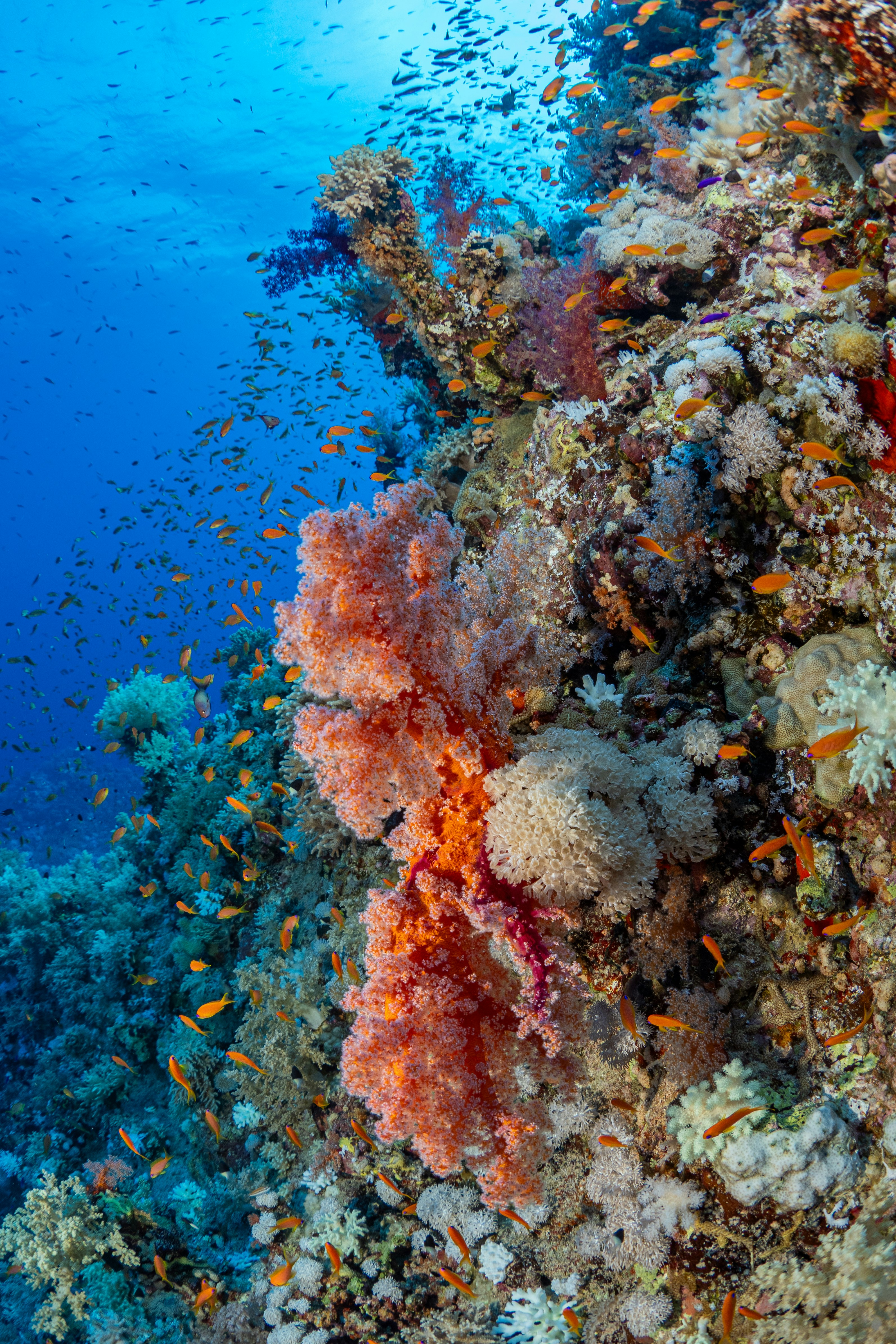 FULL EGYPT AND SHARM EL SHEIKH - Image 1