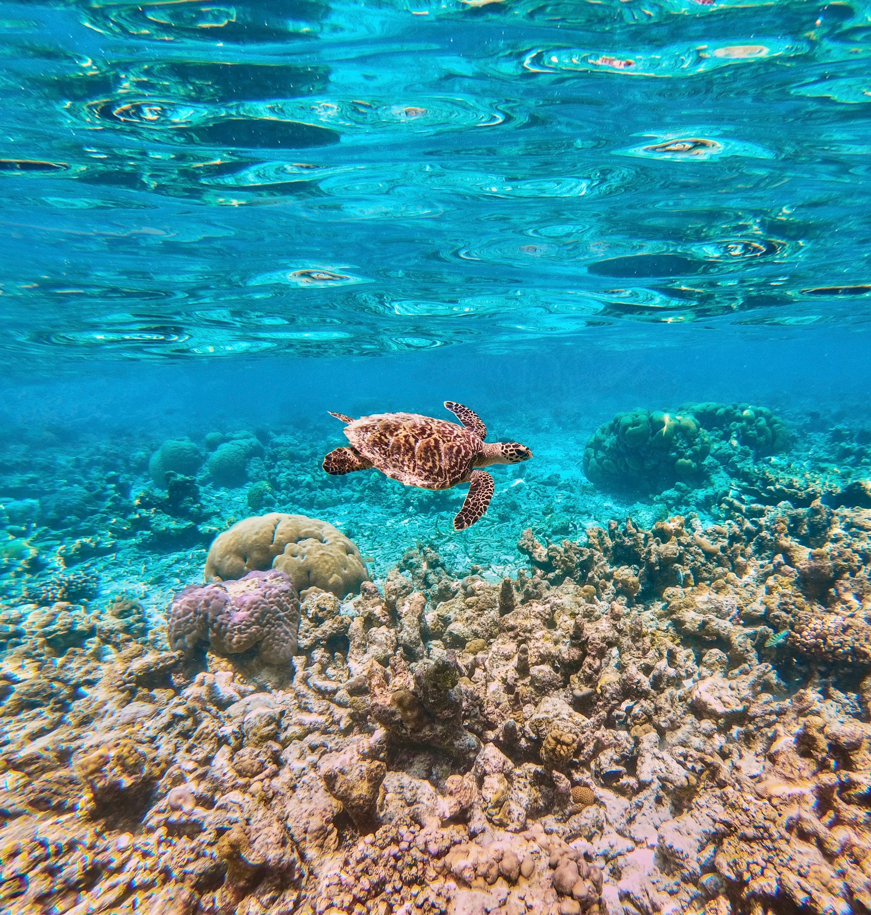 FULL EGYPT AND SHARM EL SHEIKH - Image 4